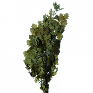 QUERCIA RAMI 150gr. - verde