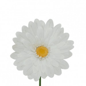 GERBERA GIGANTE D70 H150 - white