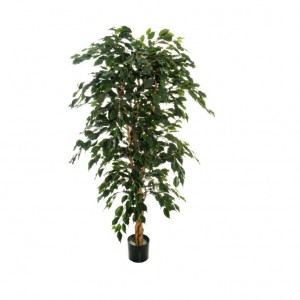 PIANTA FICUS EXOTICA PN *