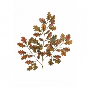 FOGLIE QUERCIA CM 56 FO - autumn *