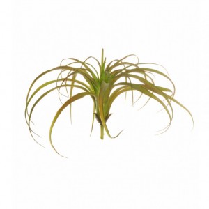 TILLANDSIA BUSH H17 TI -green pink*