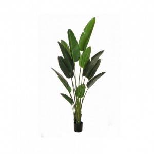 PIANTA STERLIZIA C/VASO H210 PN *
