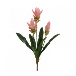 PIANTA CURCUMA X3 H62 cm CU -pink *
