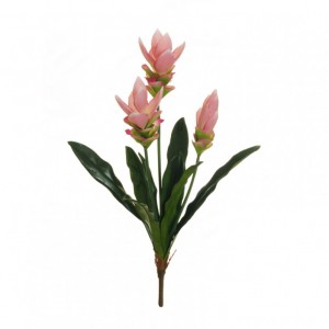 CURCUMA X3 H62 cm CU -pink *