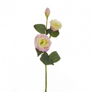 LISIANTHUS H71 cm LI2,60 * - cream / pink