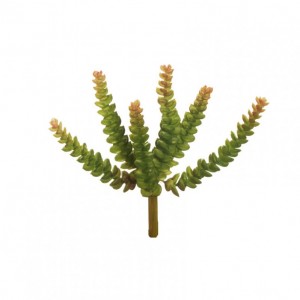 SUCCULENT X6 H20cm PG - green pink *