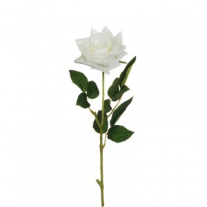 ROSA SINGOLA H64 CM RO - white *