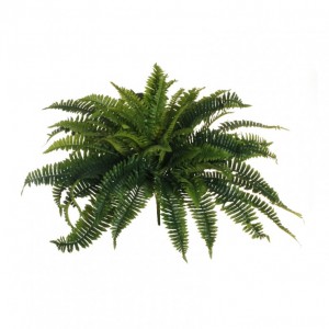 PIANTA FELCE BUSH X56 H64 FE -green *