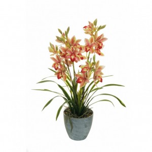 PIANTA ORCHIDEA 64cm OR -pink green *