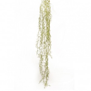 TILLANDSIA CADENTE CD *