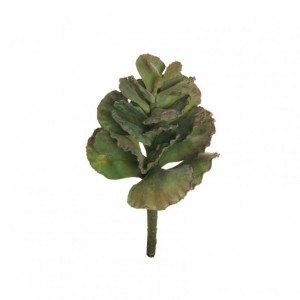 SUCCULENT H20cm PG -green *