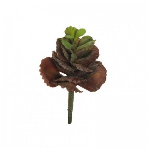 SUCCULENT H20cm PG -burgundy *