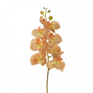 ORCHIDEA PHALAENOPSIS H102 OR-lig brown*