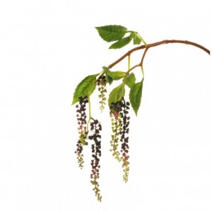 BACCHE FITOLACCA X2 H85cm BA -burgundy *