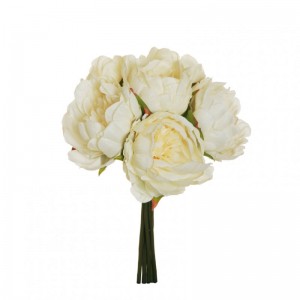 PEONIA BUSH X6 H29 PE - cream *