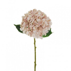 ORTENSIA Juliet H50 OR-cream ant.pink*