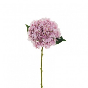 ORTENSIA Juliet H50 OR - lilac *