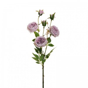 ROSA austin X3 H67 RO - lilac *