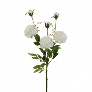 ROSA austin X3 H67 RO - white *