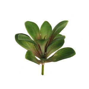 COTYLEDON plastica D18 H26 PG-greenpink*