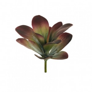 COTYLEDON plastica D18 H26 PG-purplegre*