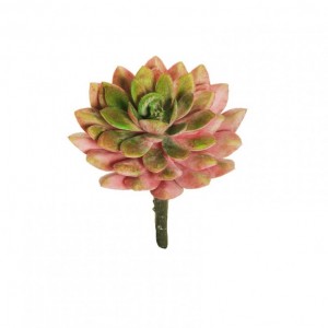 ECHEVERIA D10 H13,5 PG- pink *