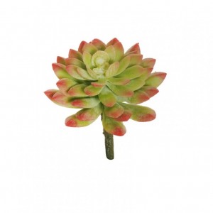 ECHEVERIA D10 H13,5 PG- red green*