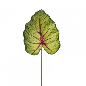 FOGLIA CALADIUM H57 FO - greenburgundy *