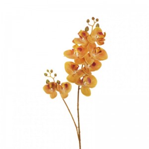 ORCHIDEA PHALAENOPSIS OR H88-lightbrown*