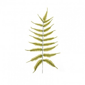 FELCE FOGLIA X15 H75 FO - green *