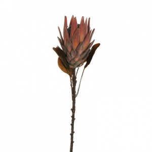 KING PROTEA H72 AU - brown orange *