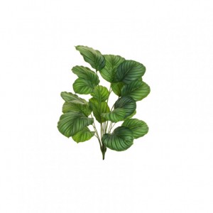 PIANTA CALATHEA X18 H80 PN-greencream *