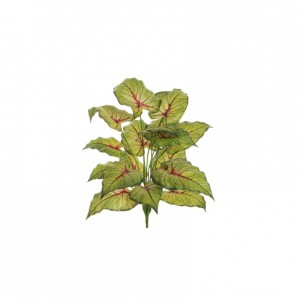 PIANTA CALADIUM X18 H80 PN - red green*