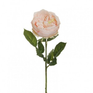 ROSA CABBAGE X1 H64 RO - light peach *