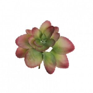 CALANCHOE plastica D22 H20 PG-fucsiagrn*