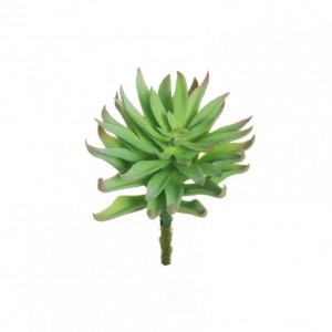 ALOE ARISTATA D12,5 H17 PG- l.green*