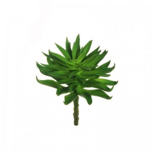 ALOE ARISTATA D12,5 H17 PG- green*