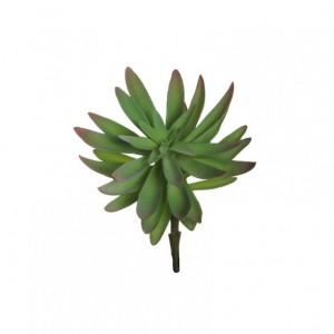 CRASSULA JAPONICA D17 H18 PG-grey/green*