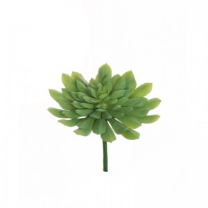 ECHEVERIA SUCCULENT D18,5 H23 PG-green*