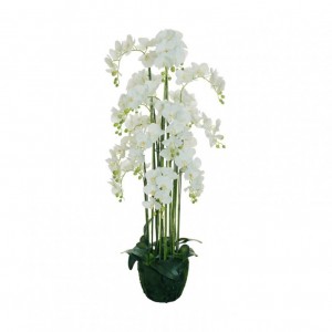 PIANTA ORCHIDEA PHALAEN.H155 PN -white*