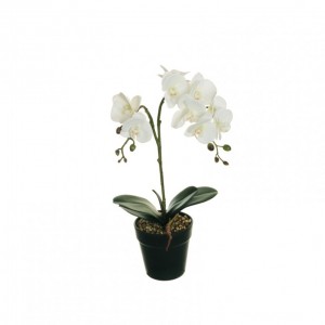 PIANTA ORCHIDEA H46 c/vaso PN - white *