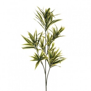 DRACAENA RAMO X8 H85 - variegated*