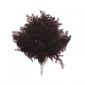 FELCIONE NATURALE H50/60cm PZ10 -bordeau