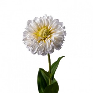 ZINNIA GIANT h60 cm ZI - white *