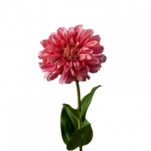 ZINNIA GIANT h60 cm ZI - pink *