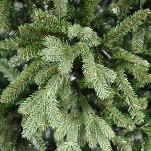 ALBERO BALSAM 3636TIPS D155 H240