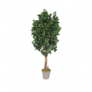 PIANTA PITTOSPORUM H225 uvr PN *