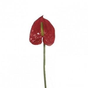 ANTHURIUM SMALL H26 cm AN -red *