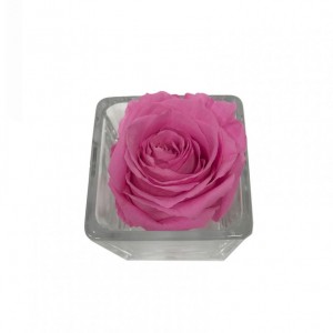 ROSA STABILIZZATA D5,5cm-BOX 4pz-fucsia