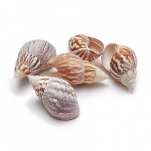 AFRICAN LANDSNAIL SHELLS 7 cm 12pcs